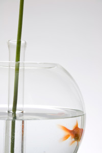 flora & fauna vaso boccia pesci design in vetro soffiato